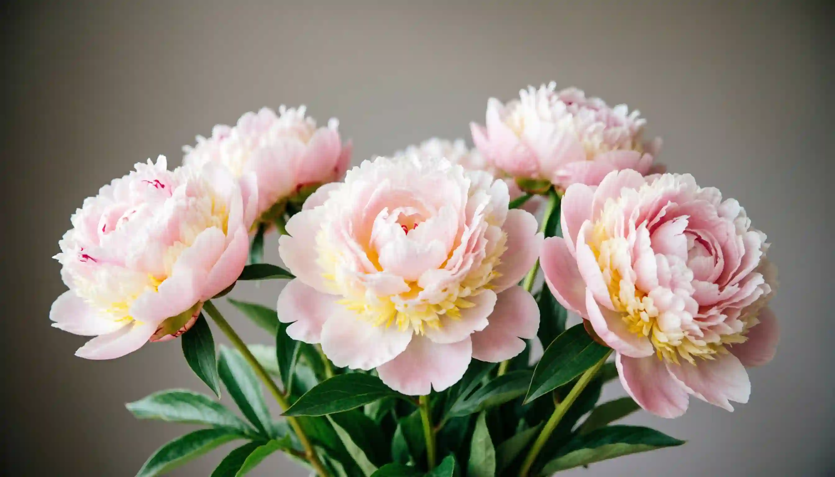 История 8 Марта: от борьбы за права к празднику весны &mdash; поздравление от &laquo;Карельского разработчика&raquo;